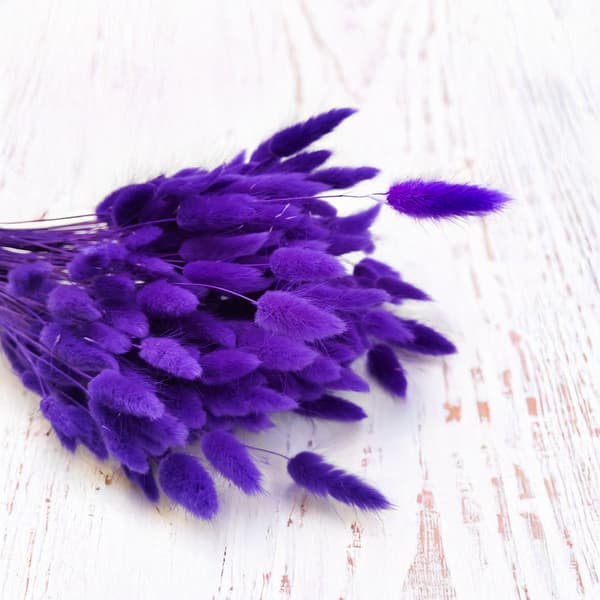 Torkad Lagurus - Lagurus ovata - ultraviolett