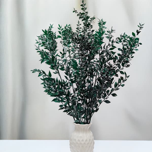 Stabiliseret Ruscus - (Ruscus) - Grøn