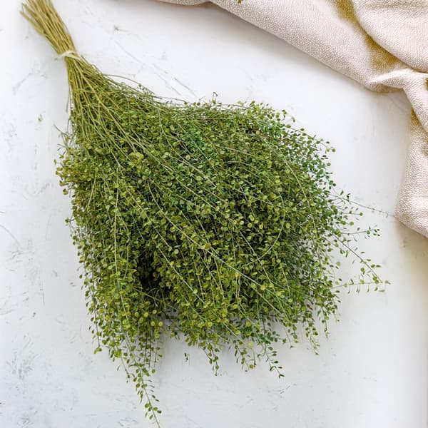 Lepidium (Lepidium sativum) - Grøn