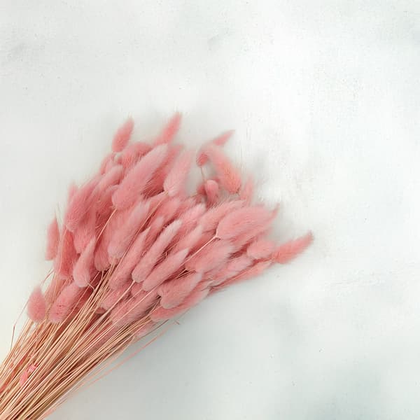 Tørret Lagurus - Lagurus ovata - pink