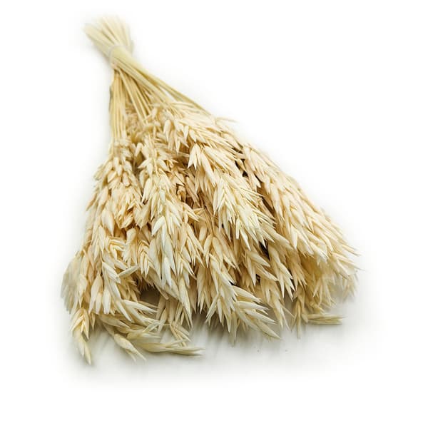 Tørrede havre - (Avena sativa) - Bleget