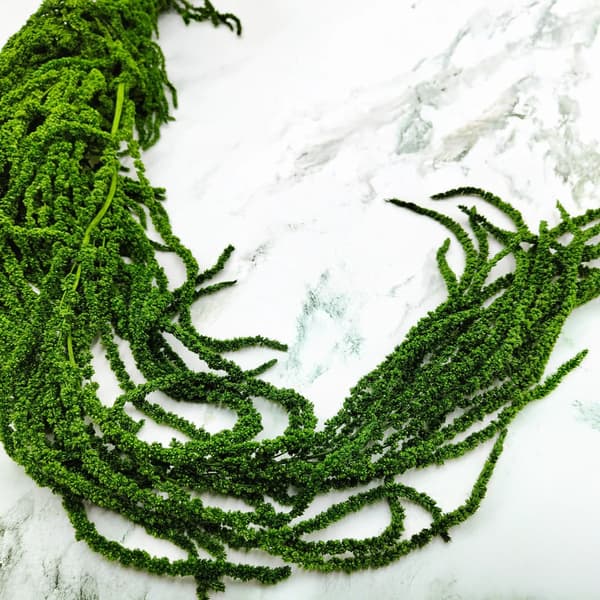 Stabiliserad amarant - Amaranth - Grön