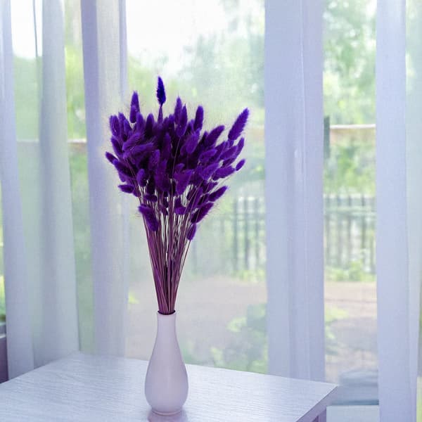 Tørret Lagurus - Lagurus ovata - lilla