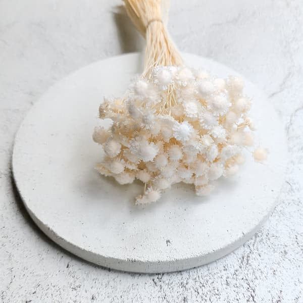 Glixia Dried BIG - (Comanthera, Gliksja) - Valkaistu