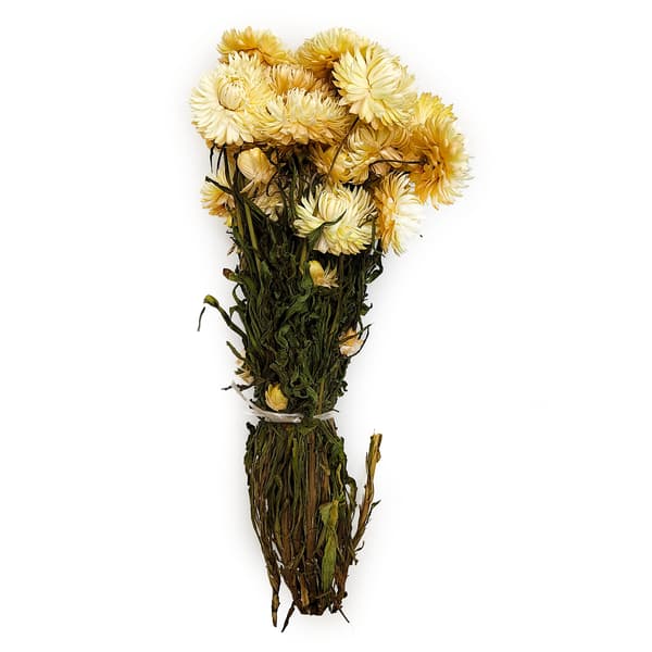 Tørret Helichrysum Granvia® - (Helichrysum Granvia®) - Strå