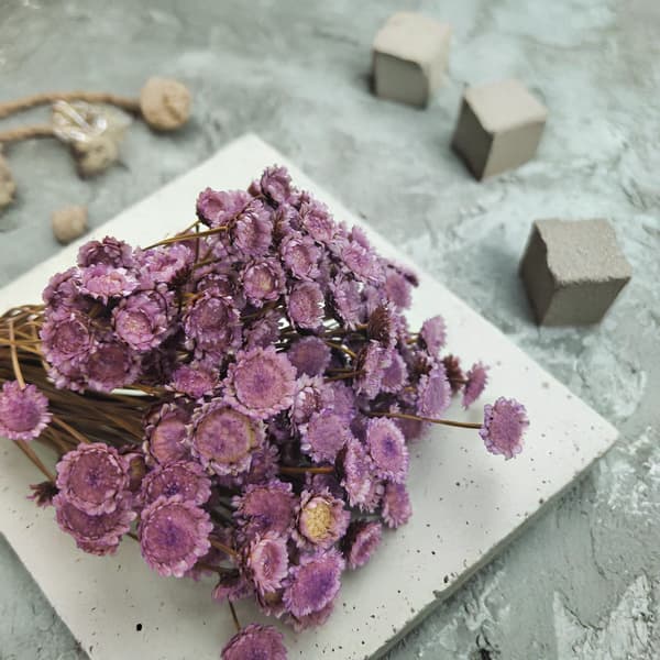 Glixia Dried BIG - (Comanthera, Glyxia) - Lavendel