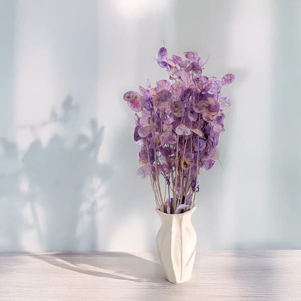 Måneskin - (Tørret Lunaria) - Lavendel