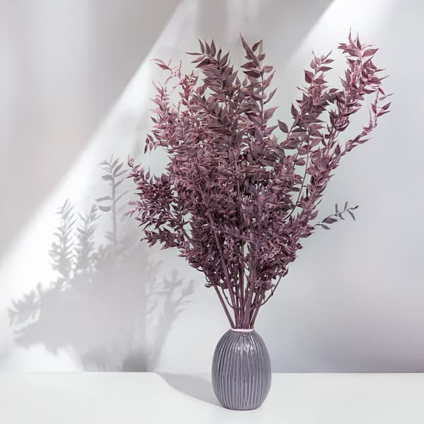 Stabiloitu Ruscus - (Ruscus) - Violetti matta