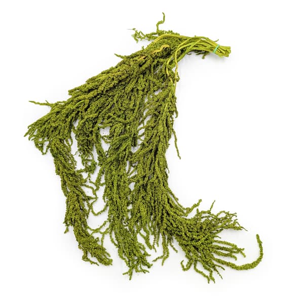 Stabiliseret amarant - Amaranth - Lysegrøn