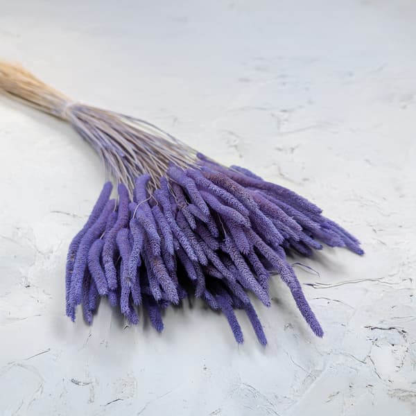 Tørret græs - Timothee (Phleum) - Lavendel