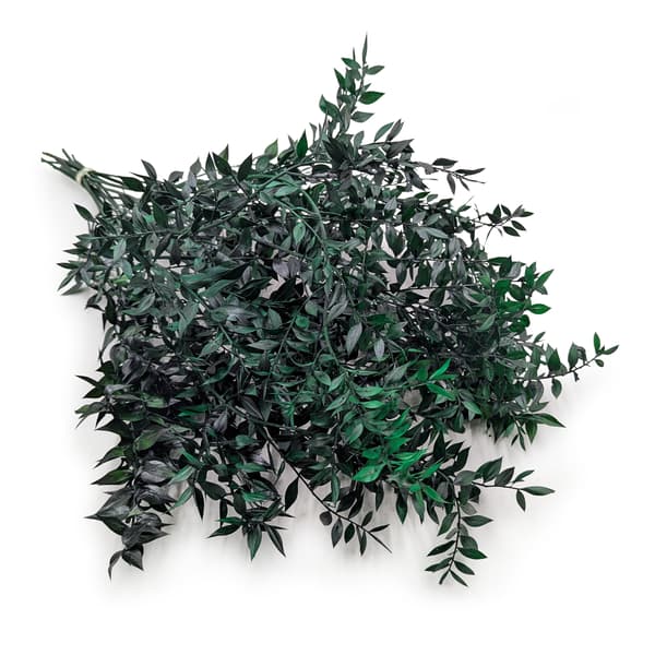 Stabiloitu Ruscus - (Ruscus) - Vihreä