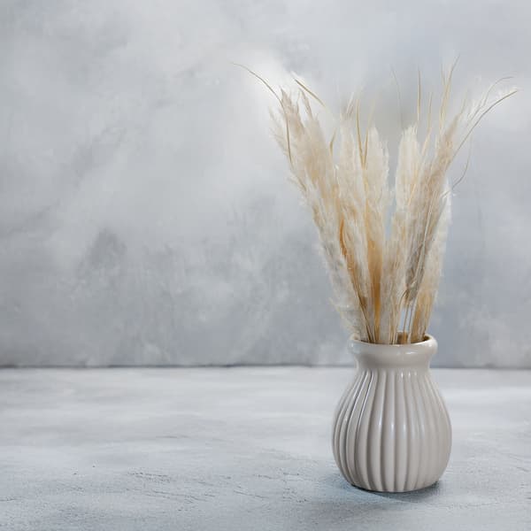 Mini Pampas-ruoho - valkaistu - 10 kpl