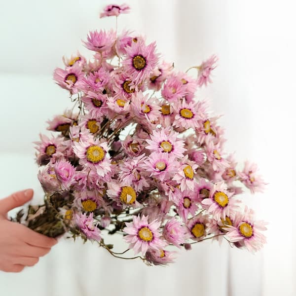 Torkad Rhodanthe - Rosa