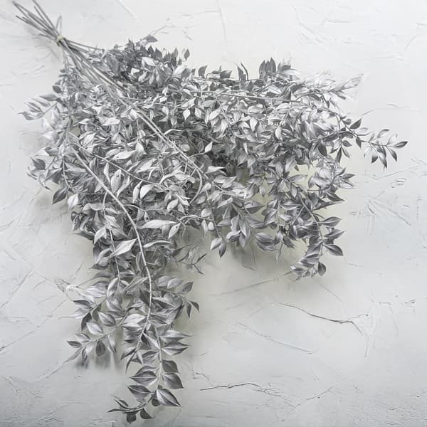 Torkad Ruscus - (Ruscus) - Silver