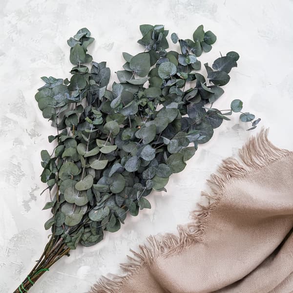 Stabiliseret eukalyptus - Cinerea - Grøn