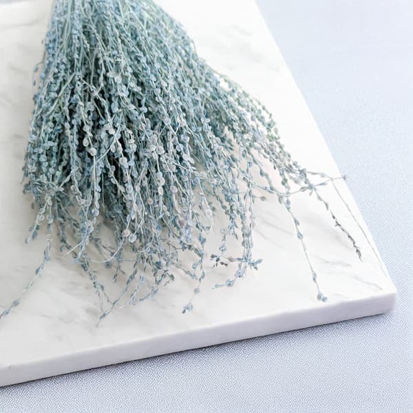Lepidium (Lepidium sativum) - Mynte