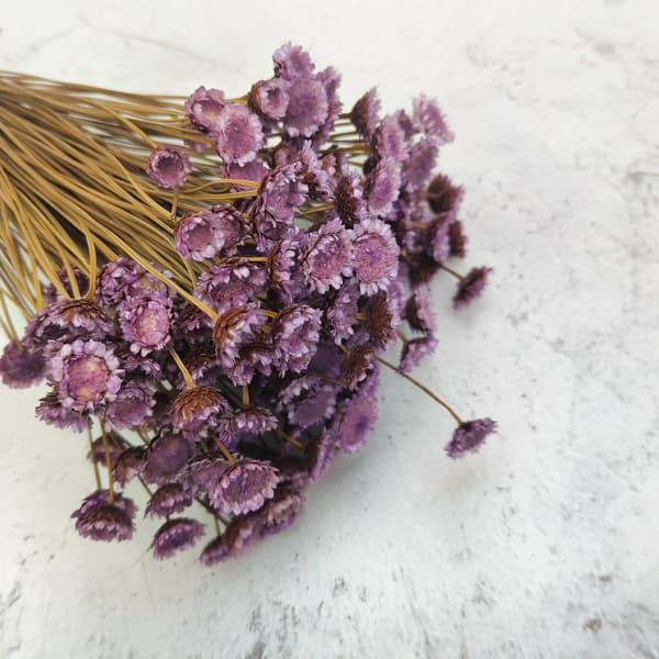 Glixia Dried BIG - (Comanthera, Glyxia) - Lavendel