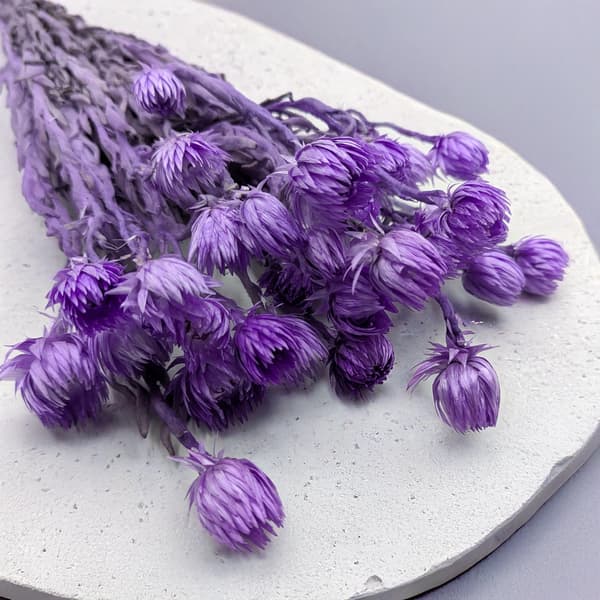 Kapblomma - Phaenocoma prolifera - (Kaphalmblomma) - Lavendel