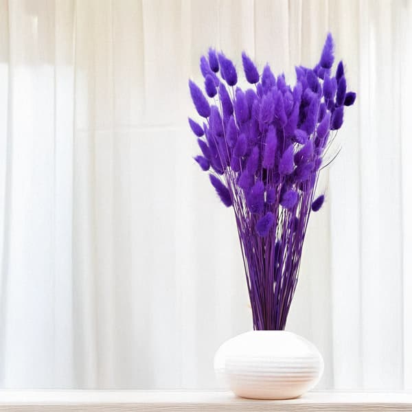 Torkad Lagurus - Lagurus ovata - ultraviolett