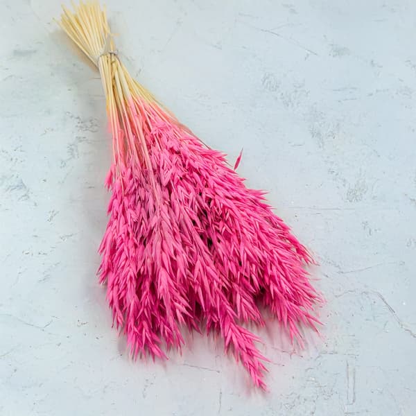 Kuivatut kaurat - Fuksia