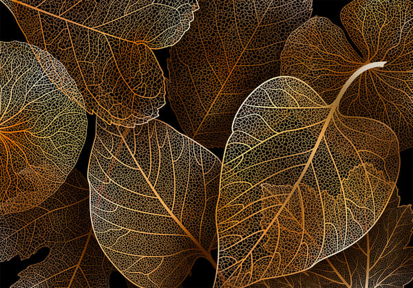 Fototapet - Natur i mit hus - første variant