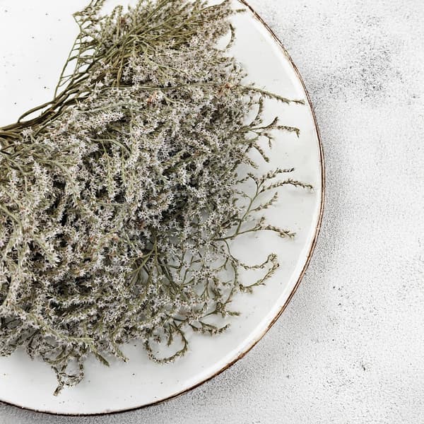 Torkad vinstenslimonium - Limonium Tataricum - Vit
