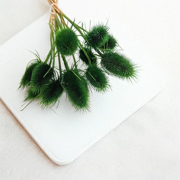 Kuivattu ohdake - (Teasel) - Vihreä