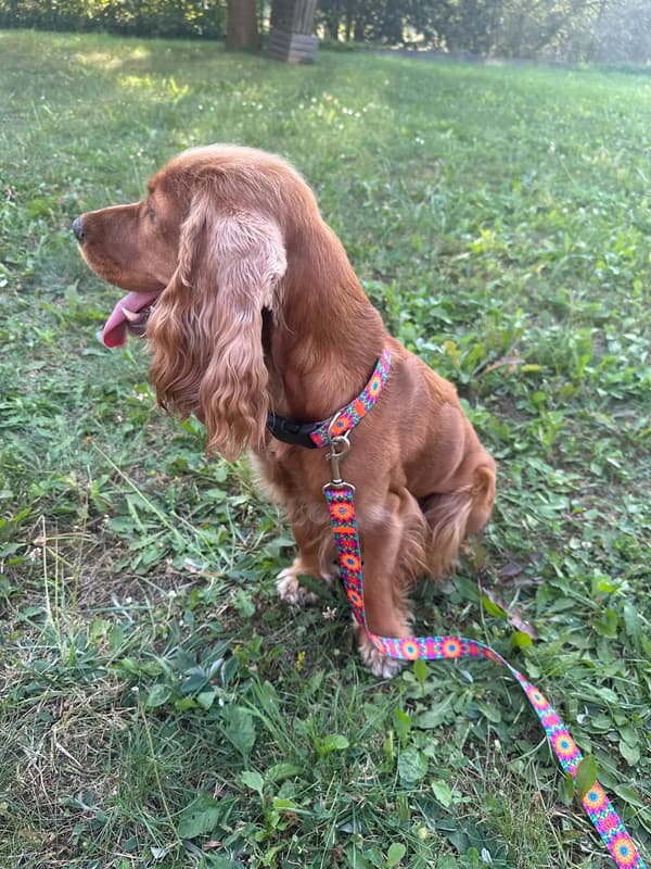 Traditionel stærk hundesnor HÅNDLAVET Prism XL - 250cm