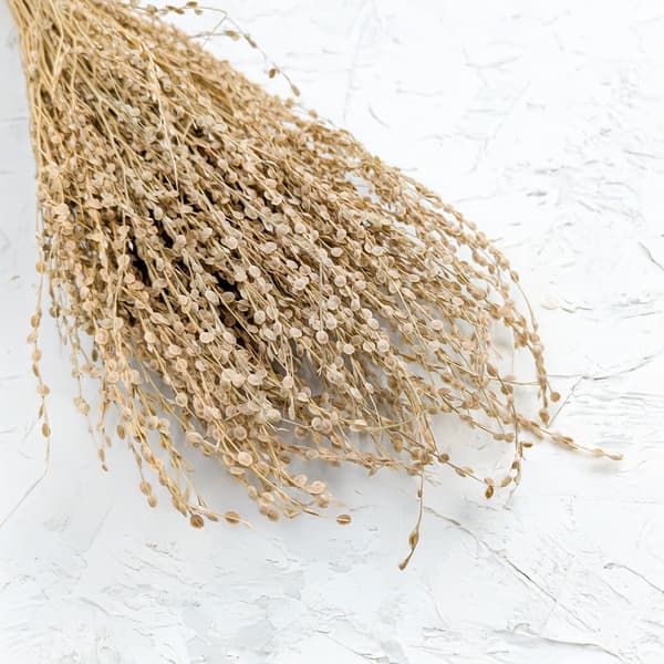 Lepidium (Lepidium sativum) - Naturlig