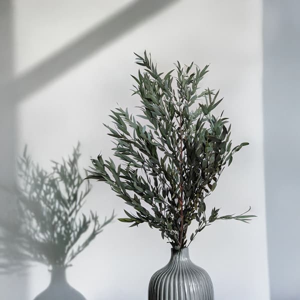 Stabiloitu eukalyptus - Nicoly - Vihreä