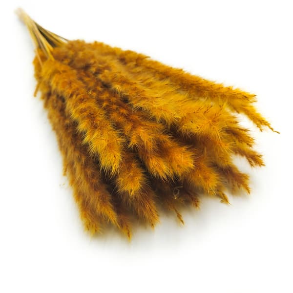 Mini Pampas-ruoho - sinappi