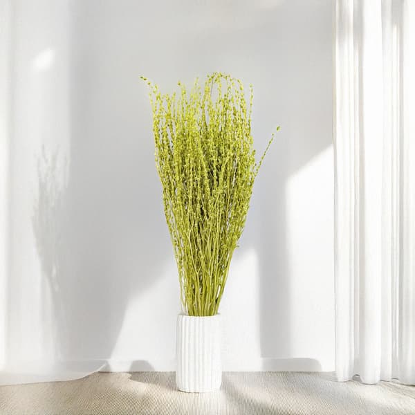 Lepidium (Lepidium sativum) - Lysegrøn