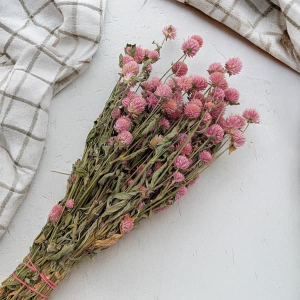 Torkad Gomphrena Globulus - (Globular Everlasting) - Rosa