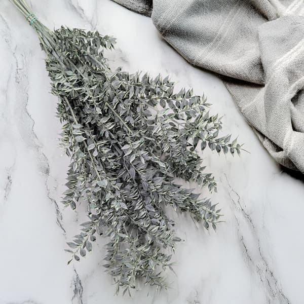 Stabiloitu Ruscus - (Ruscus) - Mattavihreä