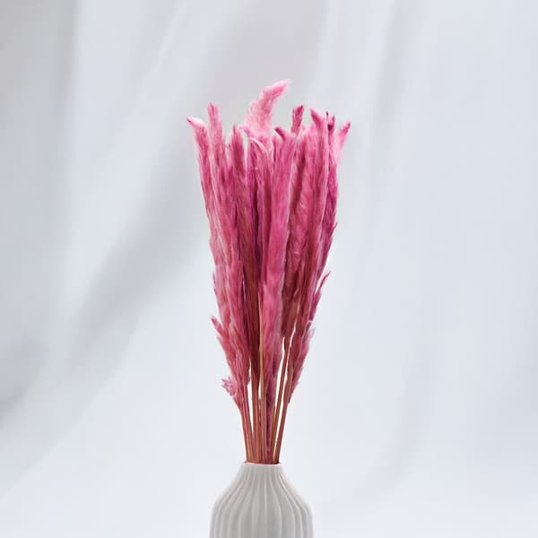 Mini Pampas Græs - Lyng