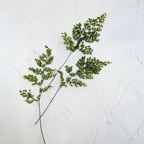 Stabiliseret bregne - Adiantum
