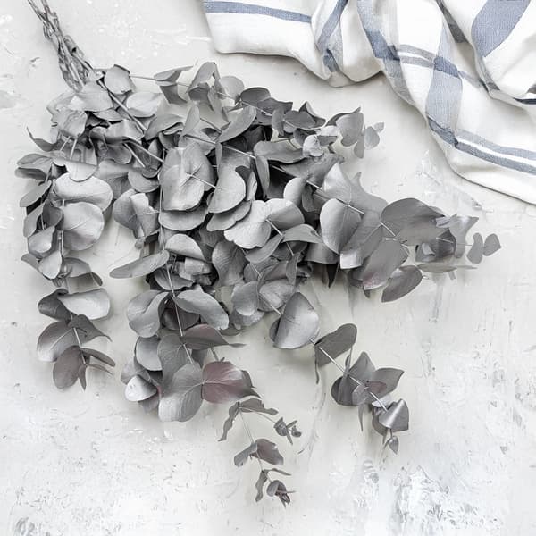 Stabiliserad eukalyptus - Cinerea - Silver
