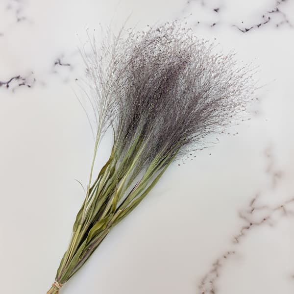 Switchgrass (Panicum virgatum) - Luonnollinen