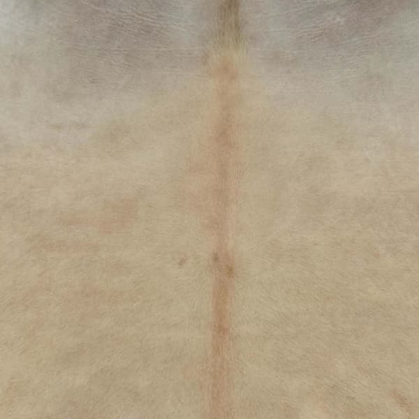 vidaXL kohudstæppe, beige, 180x220 cm
