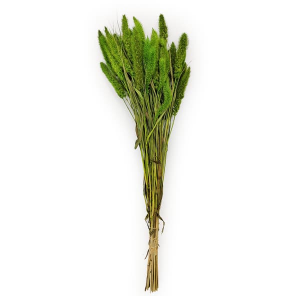 Green Foxtail Setaria (Setarea) - kimppu