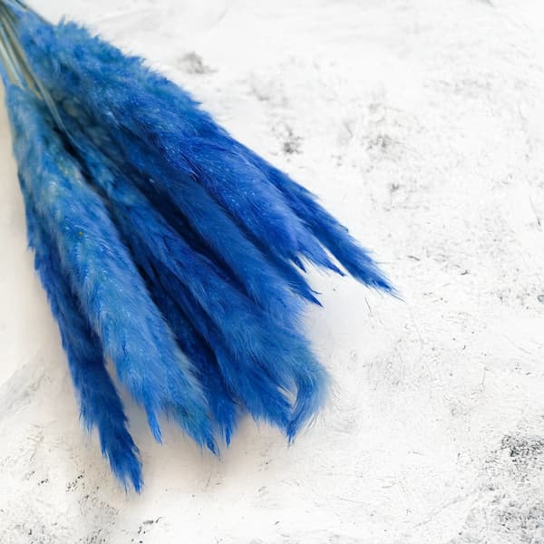 Mini Pampas Græs - Blå