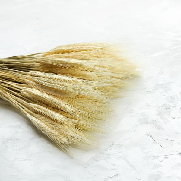 Tørret triticale - bleget
