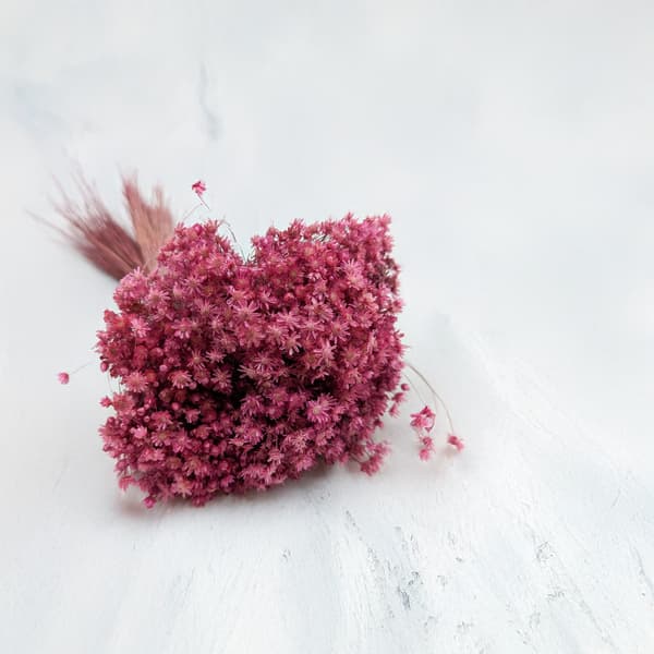 Tørret Glixia - (Glyxia Marcela) - Fuchsia