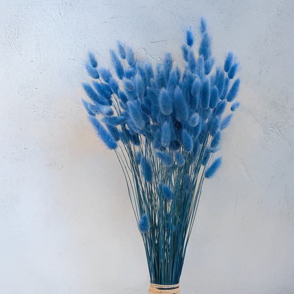 Torkad Lagurus - Lagurus ovata - Azure