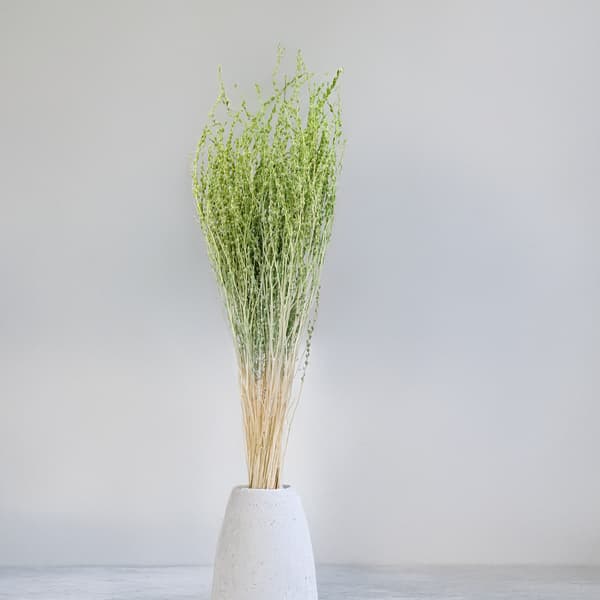 Lepidium (Lepidium sativum) - Grön