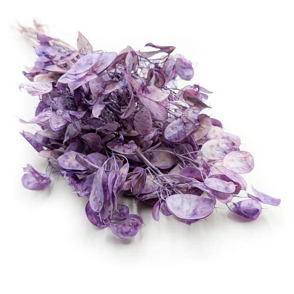 Måneskin - (Tørret Lunaria) - Lavendel