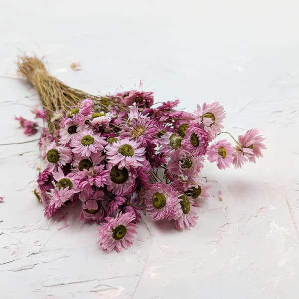 Torkad Suchlin - Suchołuska - (Acroclinium) - Rosa