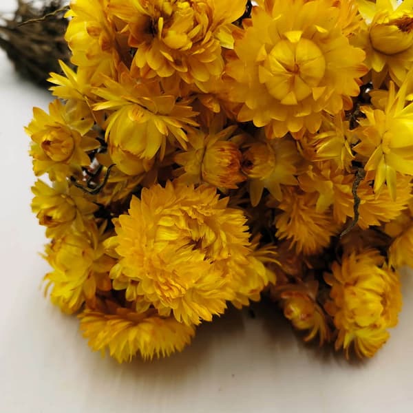 Tørret Helichrysum - (Helichrysum) - Gul