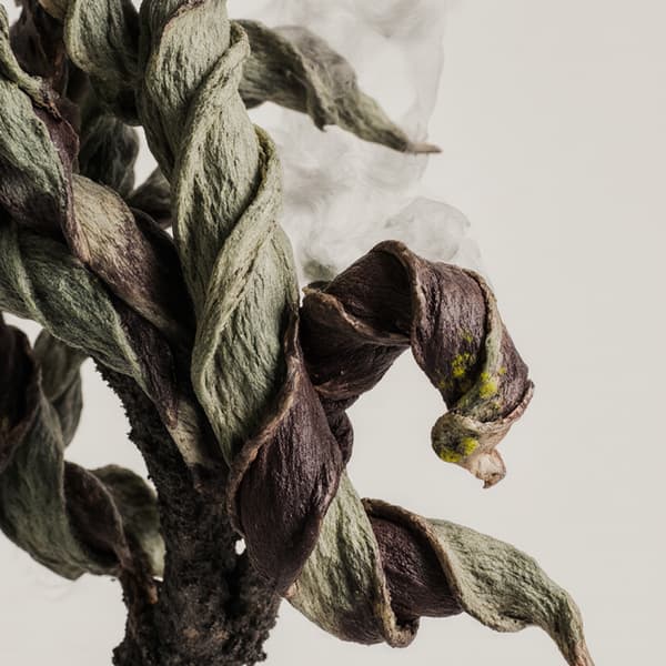 d'Ombre Esenzia d'Ombre 10 ml - duft til en mini diffuser