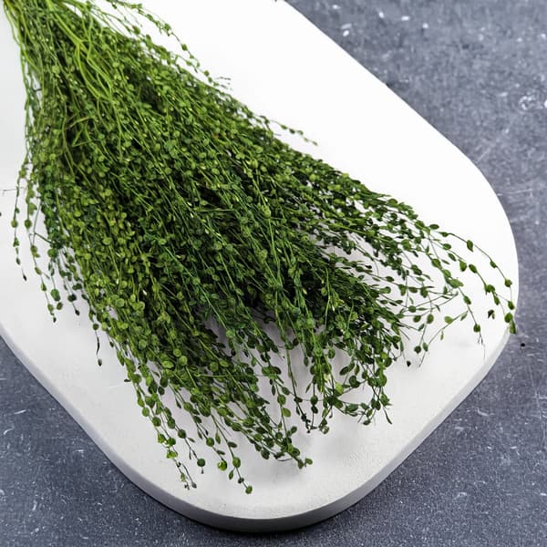 Lepidium (Lepidium sativum) - Flaskegrøn